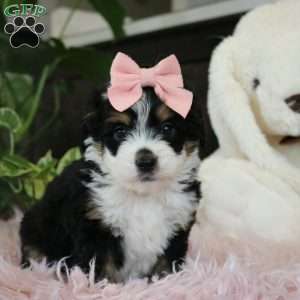Emberly, Mini Bernedoodle Puppy