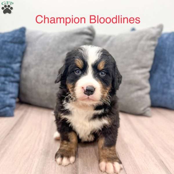 Manny, Bernese Mountain Dog Puppy