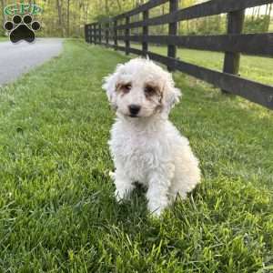 Blossom, Mini Goldendoodle Puppy