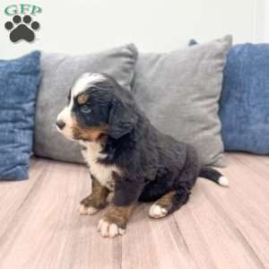 Manny, Bernese Mountain Dog Puppy