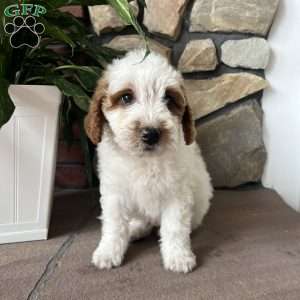 Corey, Mini Goldendoodle Puppy