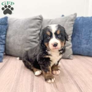 Manny, Bernese Mountain Dog Puppy