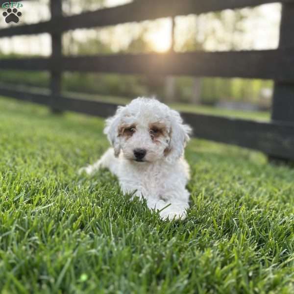 Blossom, Mini Goldendoodle Puppy