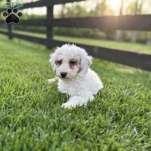 Blossom, Mini Goldendoodle Puppy