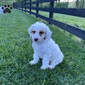 Blossom, Mini Goldendoodle Puppy