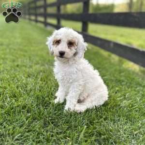 Blossom, Mini Goldendoodle Puppy