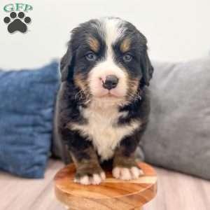 Manny, Bernese Mountain Dog Puppy