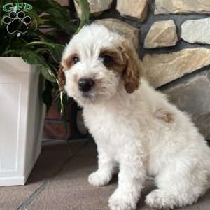 Corey, Mini Goldendoodle Puppy