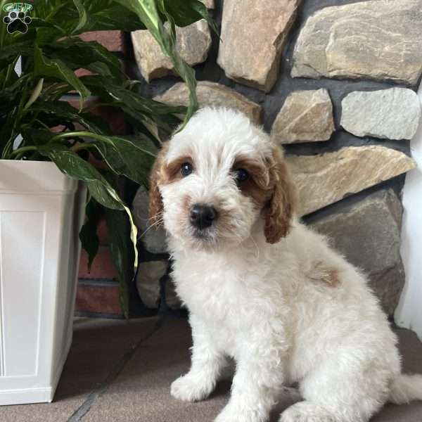 Corey, Mini Goldendoodle Puppy