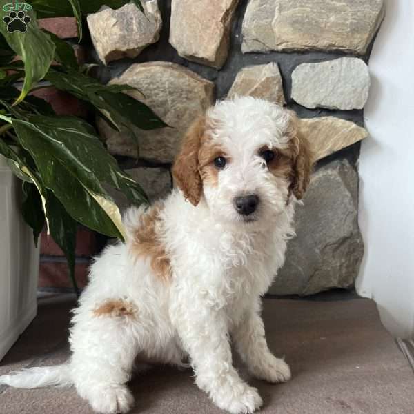 Cody, Mini Goldendoodle Puppy