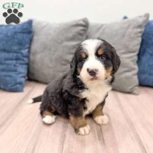 Raven, Bernese Mountain Dog Puppy
