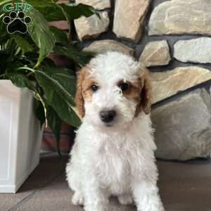 Cody, Mini Goldendoodle Puppy
