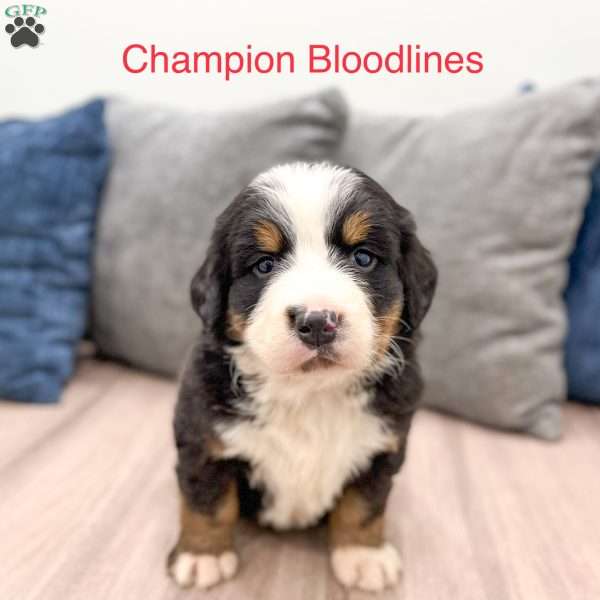 Raven, Bernese Mountain Dog Puppy