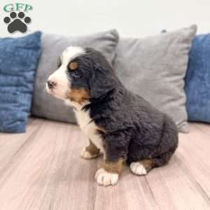 Raven, Bernese Mountain Dog Puppy