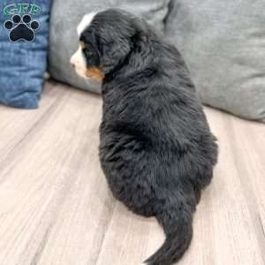 Raven, Bernese Mountain Dog Puppy