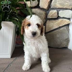 Cody, Mini Goldendoodle Puppy