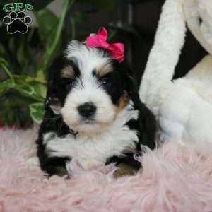 Elsa, Mini Bernedoodle Puppy