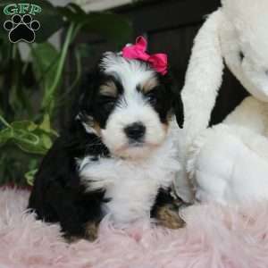 Elsa, Mini Bernedoodle Puppy