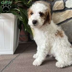 Cody, Mini Goldendoodle Puppy