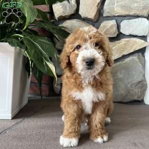 Cooper, Mini Goldendoodle Puppy