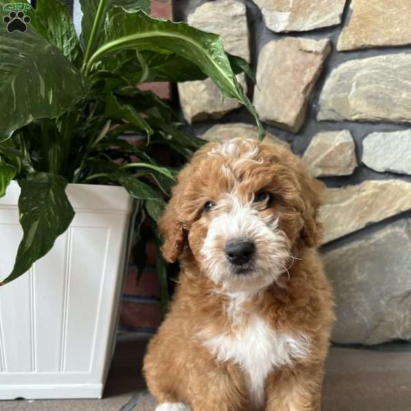 Cooper, Mini Goldendoodle Puppy