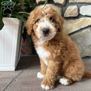 Cooper, Mini Goldendoodle Puppy
