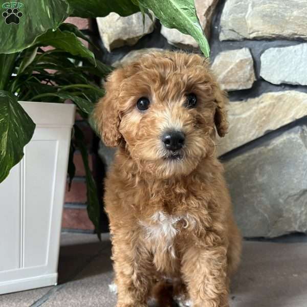 Caramel, Mini Goldendoodle Puppy