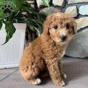 Caramel, Mini Goldendoodle Puppy