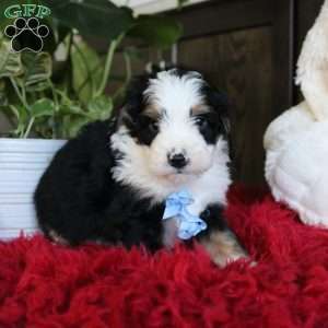 Earl, Mini Bernedoodle Puppy