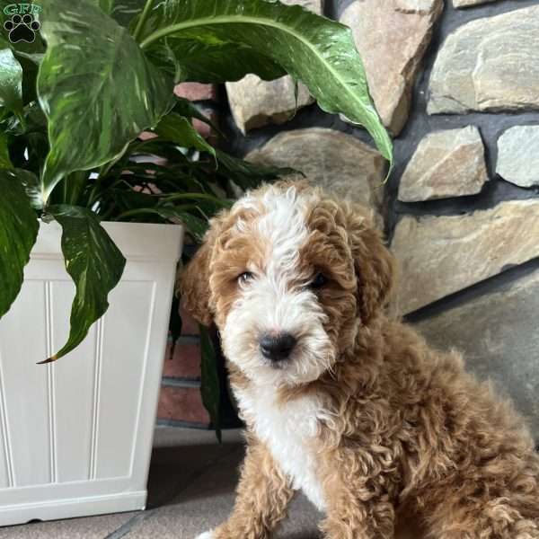 Crystal, Mini Goldendoodle Puppy