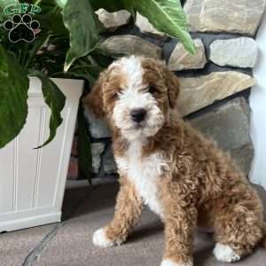 Crystal, Mini Goldendoodle Puppy