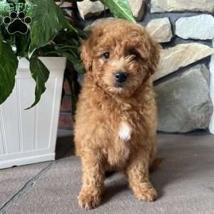 Cassidy, Mini Goldendoodle Puppy