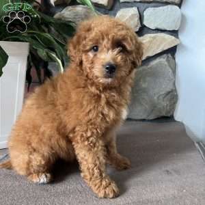 Cassidy, Mini Goldendoodle Puppy
