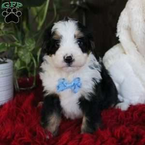 Earl, Mini Bernedoodle Puppy