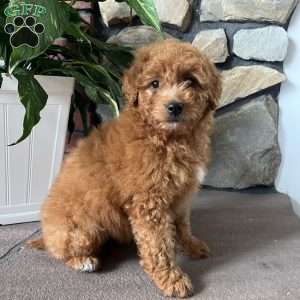 Cassidy, Mini Goldendoodle Puppy