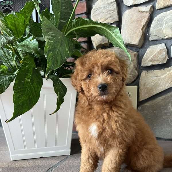 Cassidy, Mini Goldendoodle Puppy