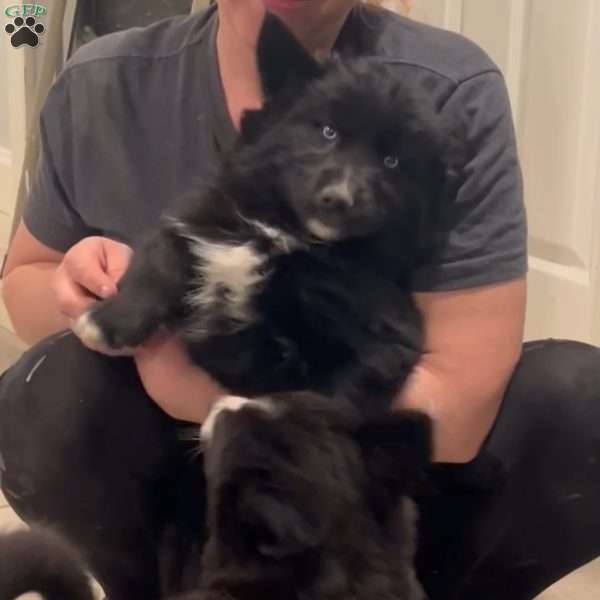 Kelce, Siberian Husky Puppy