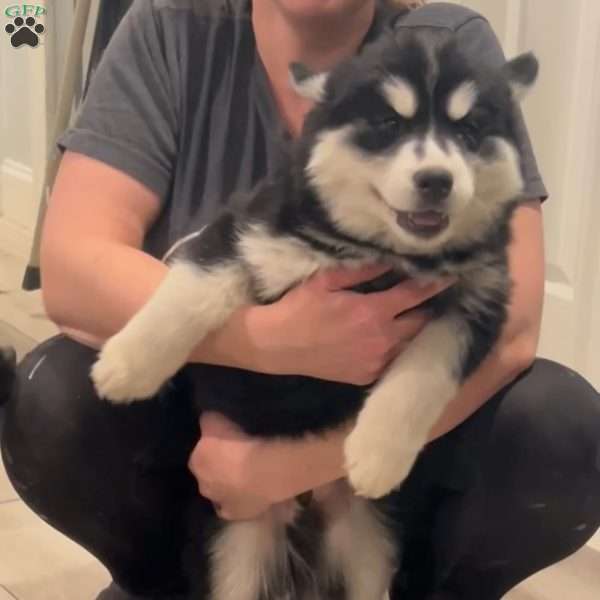 Mahomes, Siberian Husky Puppy