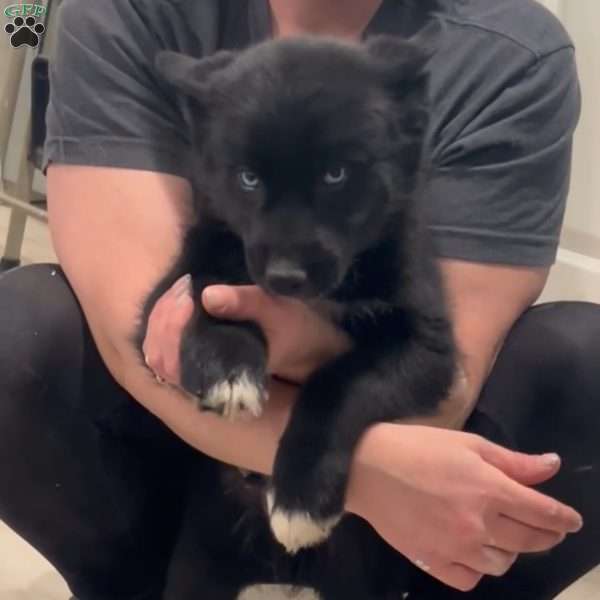 Jayden, Siberian Husky Puppy