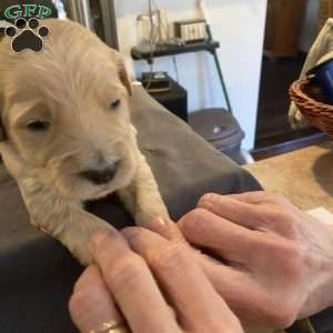 White, Goldendoodle Puppy