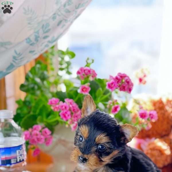Leah, Yorkie Puppy