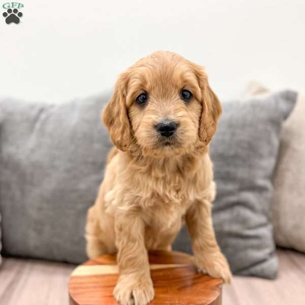 Rusty, Mini Goldendoodle Puppy
