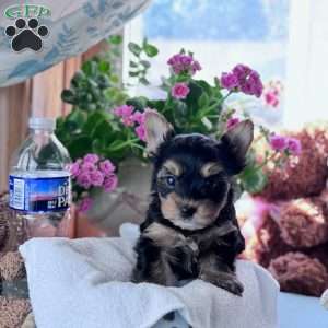 Duke, Yorkie Puppy