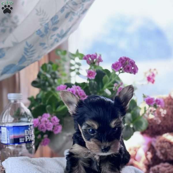 Duke, Yorkie Puppy
