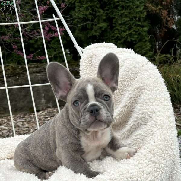 Nick, French Bulldog Puppy