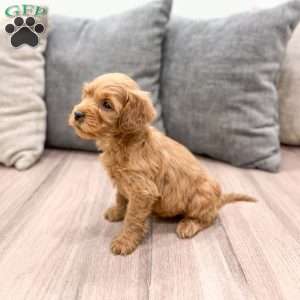 Luna, Mini Goldendoodle Puppy