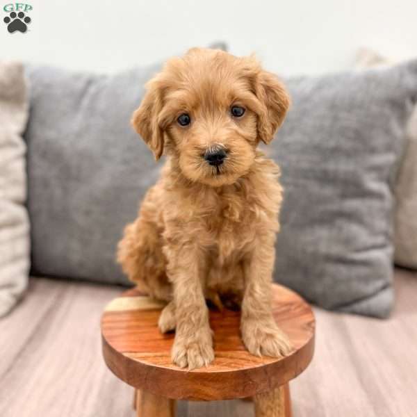 Rio, Mini Goldendoodle Puppy