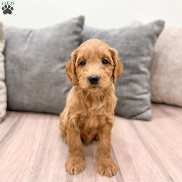 Clifford, Mini Goldendoodle Puppy