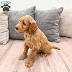 Clifford, Mini Goldendoodle Puppy