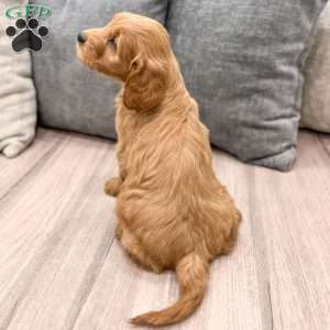 Clifford, Mini Goldendoodle Puppy